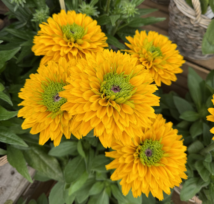 Rudbeckia - Sunbeckia® Isabell 2 Pack