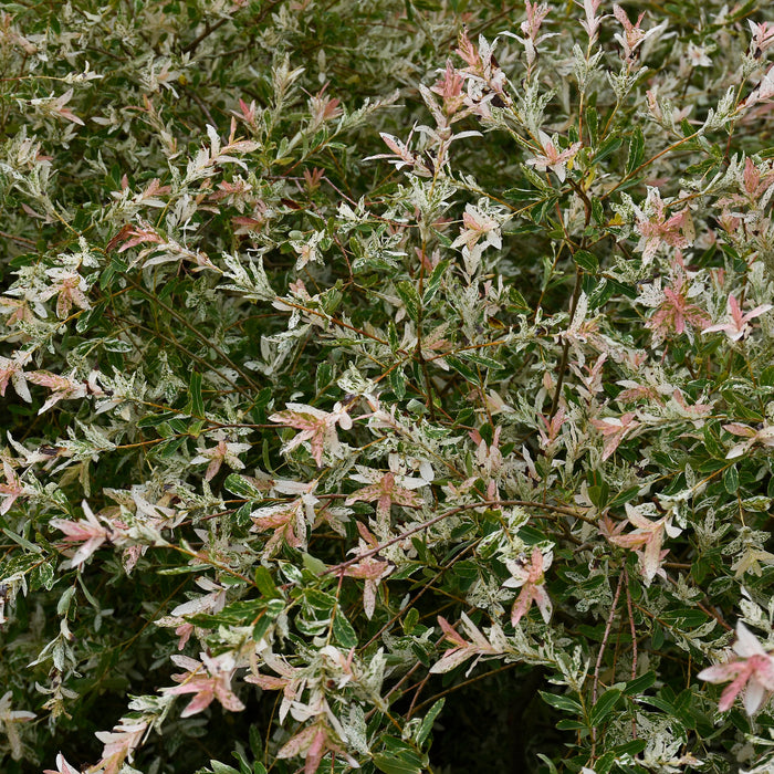 Salix Hakuro Nishiki Willow up close
