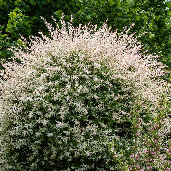 Salix Hakuro Nishiki Willow in the garden