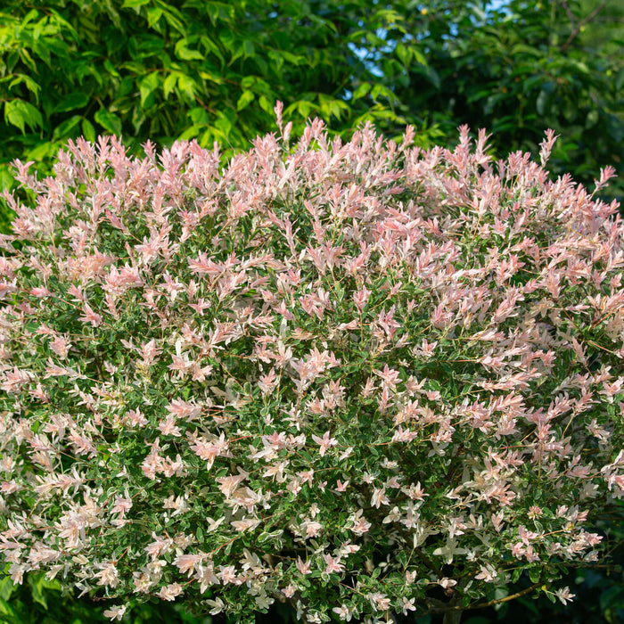 Salix Hakuro Nishiki Willow with pink leafs