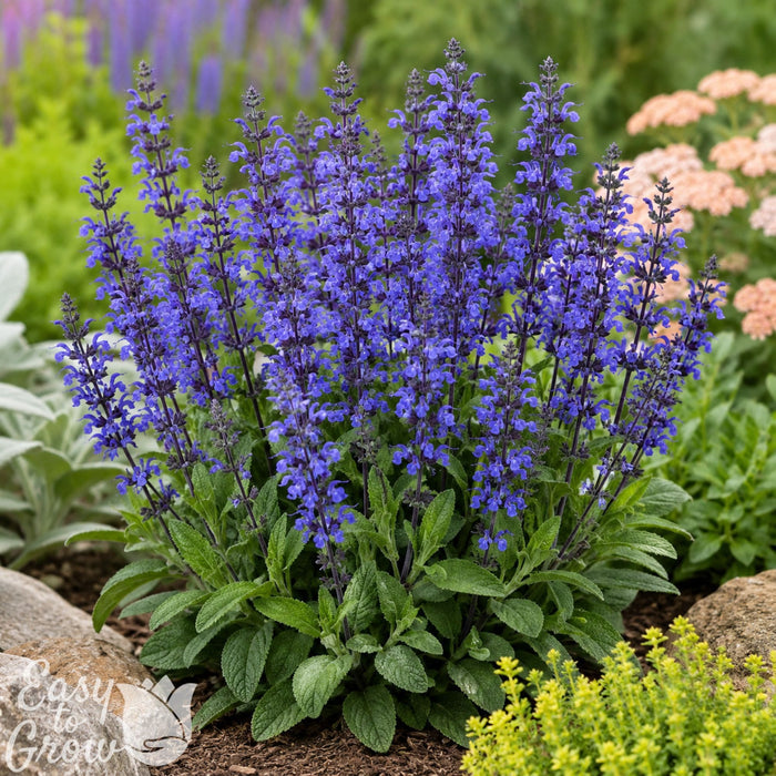 Salvia Lyrical Blues blooming in the garden