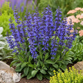 Salvia Lyrical Blues blooming in the garden