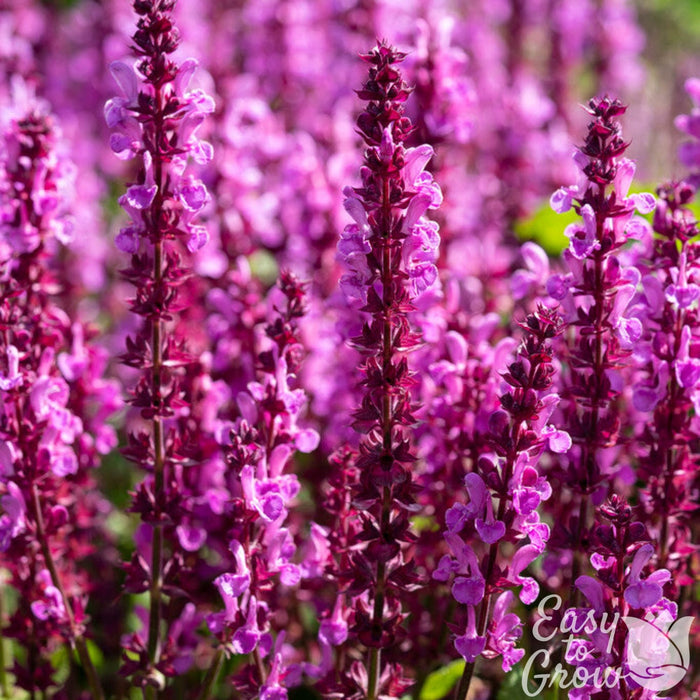 Salvia Lyrical Rose pink blooms up close