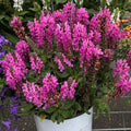 Noble Princess Sage pink flowers
