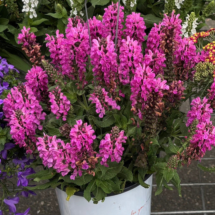 Noble Princess Sage pink flowers
