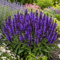 Salvia Noble Knight 2 Pack
