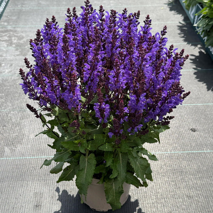 Salvia Noble Knight in a pot