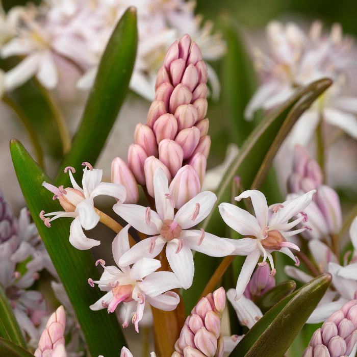 Pretty Pink Scilla Bifolia Bulbs For Sale Online | Rosy Squill