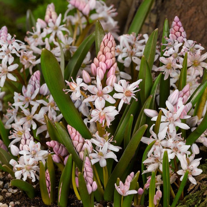 Pink Scilla Bifolia Flower Bulbs