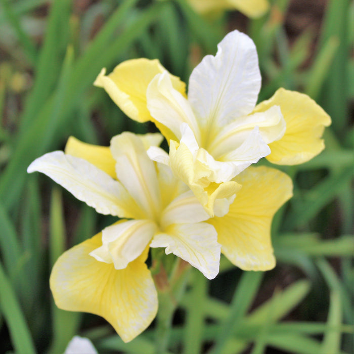 the first hybrid to sport clear yellow markings!