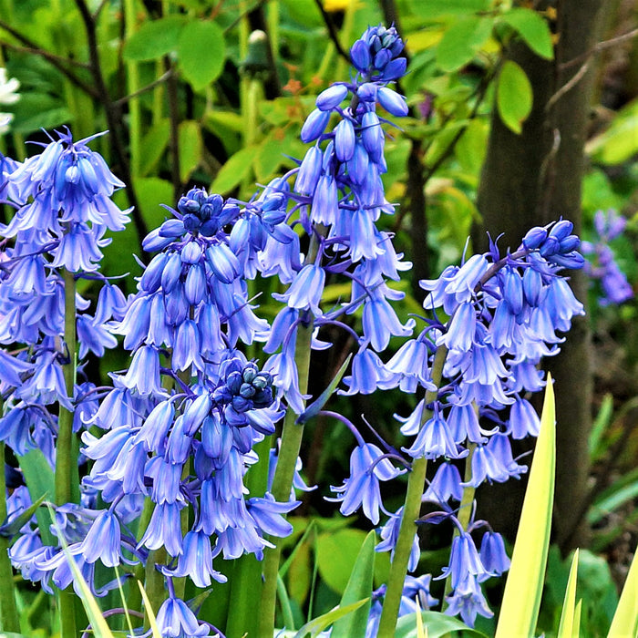 Blooming blue spanish bluebells