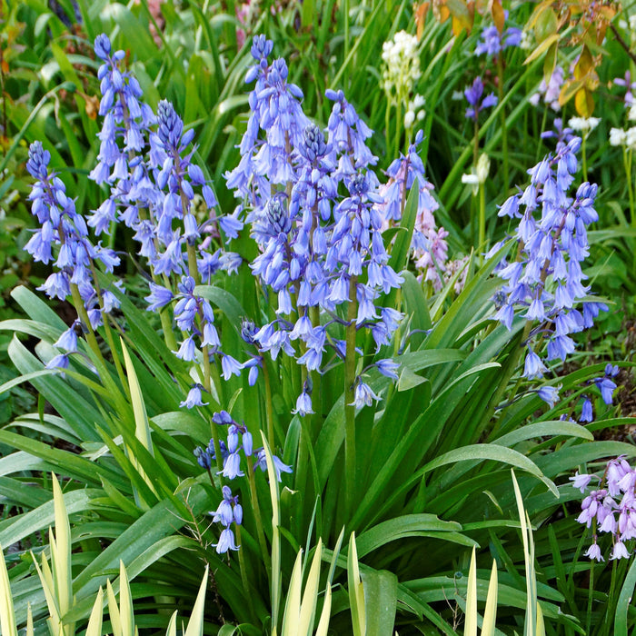 Blooming blue spanish bluebells