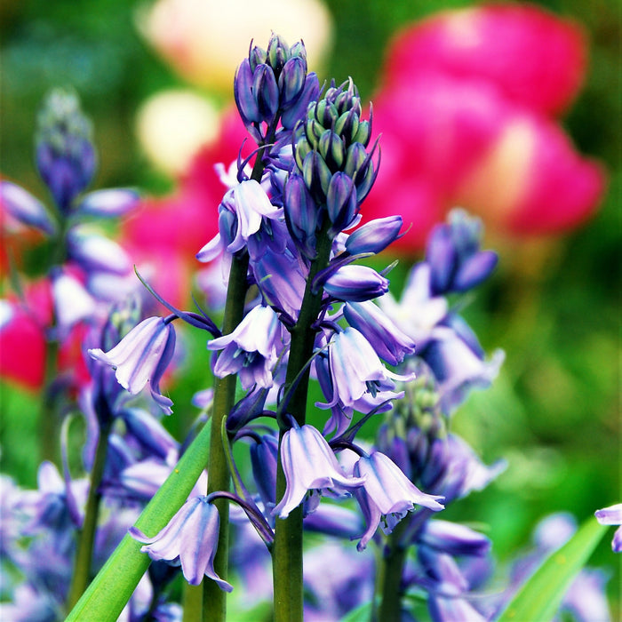 Blooming blue spanish bluebells