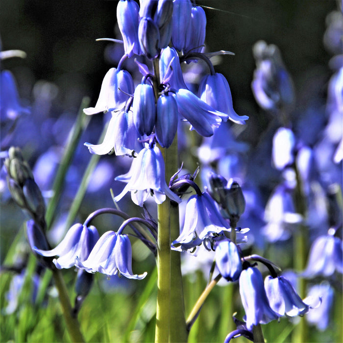 Blooming blue spanish bluebells