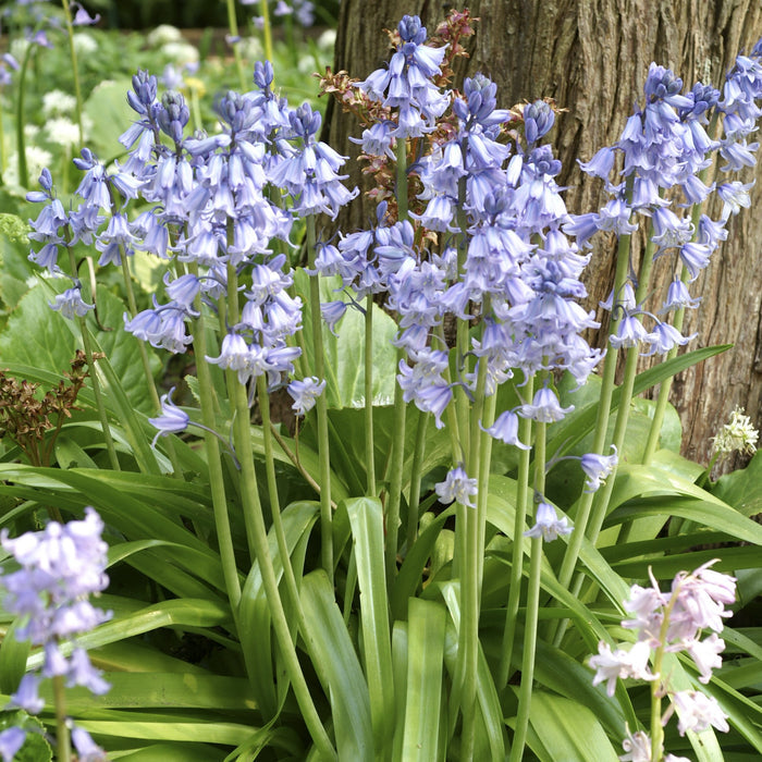 Blooming blue spanish bluebells