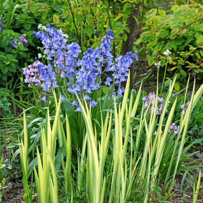 Blooming blue spanish bluebells
