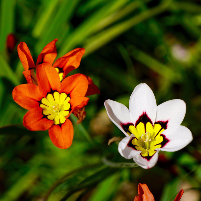 Pretty Multicolored Sparaxis Blooms
