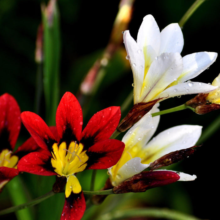 Dark Orange and White Sparaxis Blooms