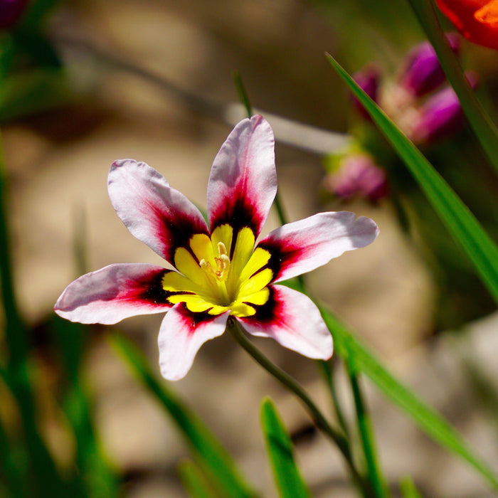 White, Pink, Purple, and Yellow Sparaxis Blossom