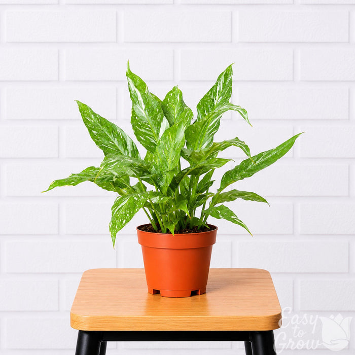 Spathiphyllum Domino Variegated Peace Lily Houseplant in grower pot on a stool