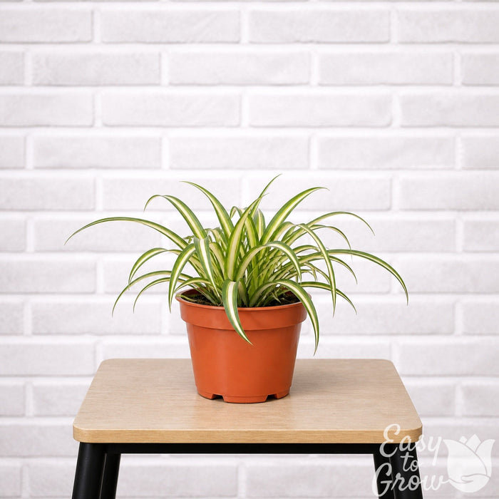 variegated spider plant houseplant on a stool