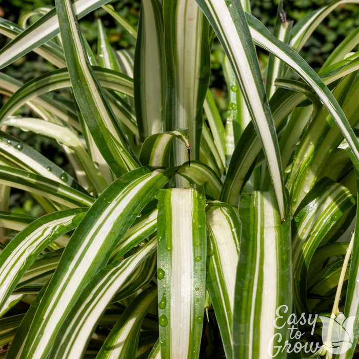 spider plant variegated foliage up close