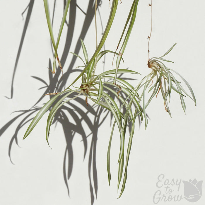 hanging spider plant spiderettes or pups can be rooted into new plants!