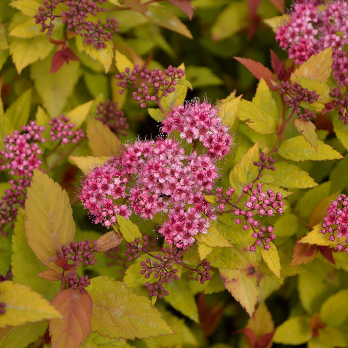 Spiraea Magic Carpet Pink with a flower