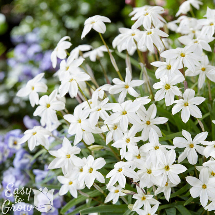White Starflower Alberto Castillo Blooms