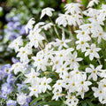 White Starflower Alberto Castillo Blooms