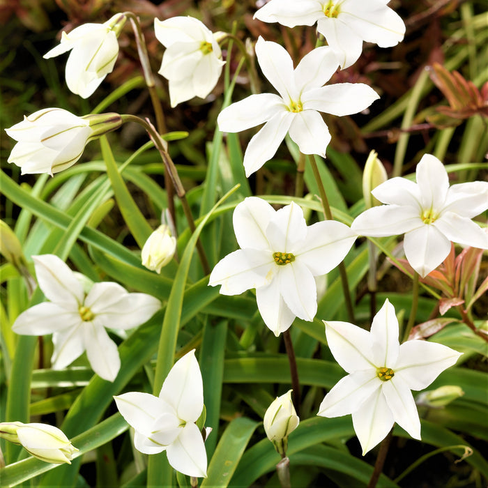 Multiple White Starflower Blooms