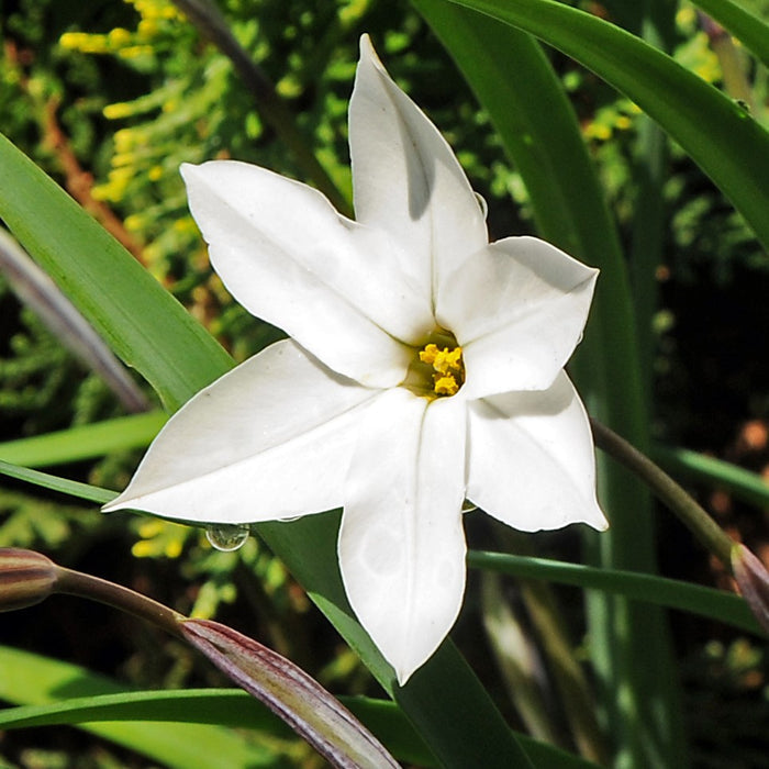 White Starflower Alberto Castillo