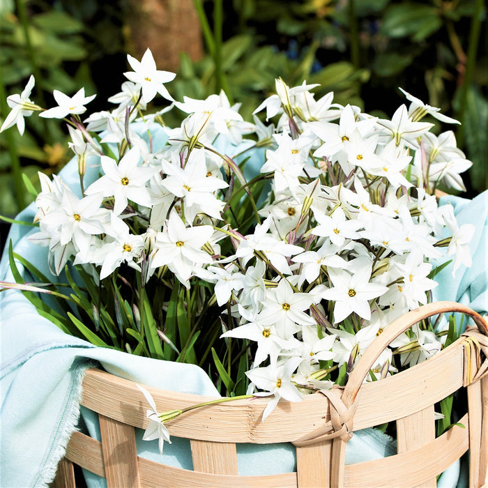 A Basket Full of Alberto Castillo Starflowers