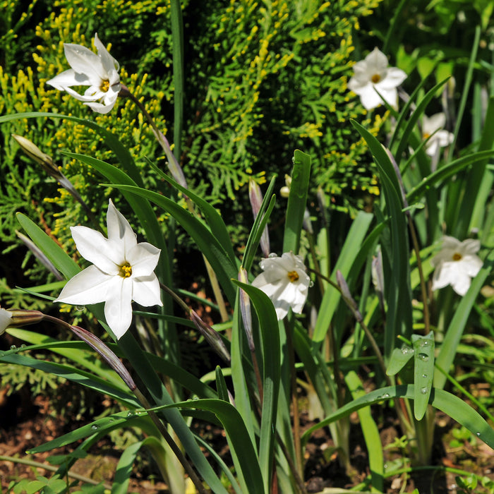 Healthy Blooming Alberto Castillo Starflowers