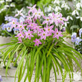 Pink Starflower Charlotte Bishop Flowers in Pot