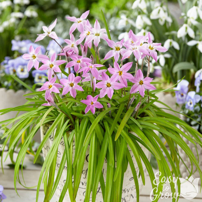Pink Starflower Charlotte Bishop Flowers in Pot