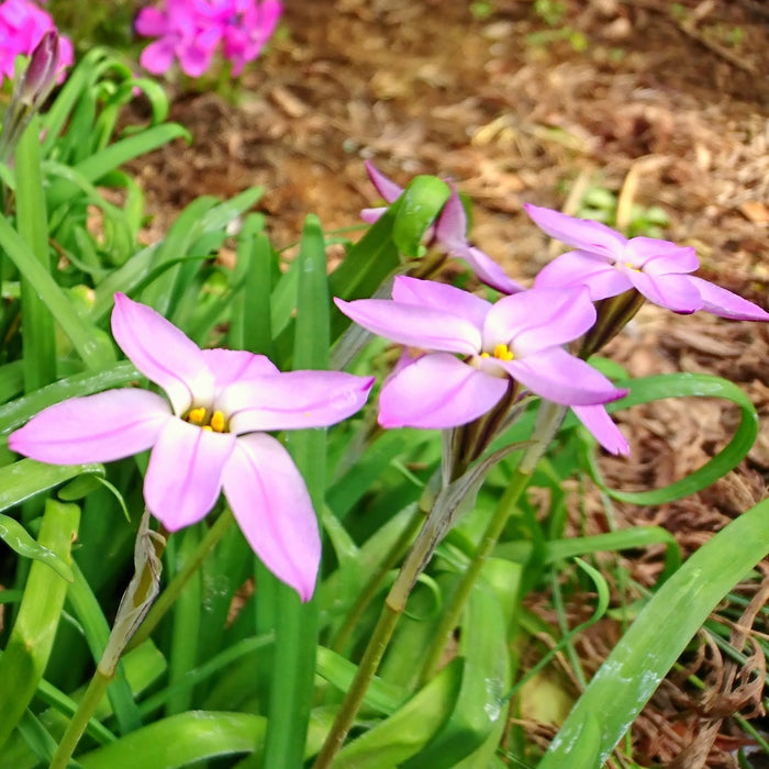 Fully Bloomed Pink Starflowers
