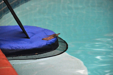 Swimline Frog Log Escape Ramp