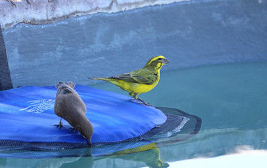 Swimline Frog Log Escape Ramp