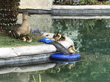 Swimline Frog Log Escape Ramp