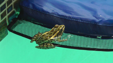 Swimline Frog Log Escape Ramp