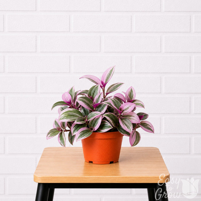 Tradescantia nanouk Bubblegum plant in a grower pot on a stool