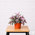 Tradescantia nanouk Bubblegum plant in a grower pot on a stool
