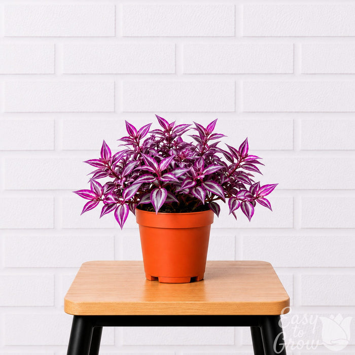 Tradescantia Pink Paradise houseplant in grower pot on a stool