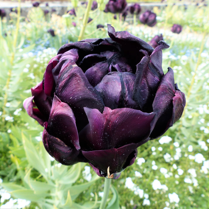 Curly Dark Petals of the Black Hero Tulip