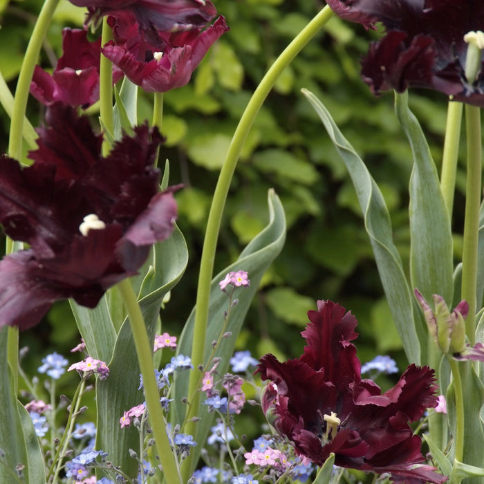 Fringed Black Parrot Tulips