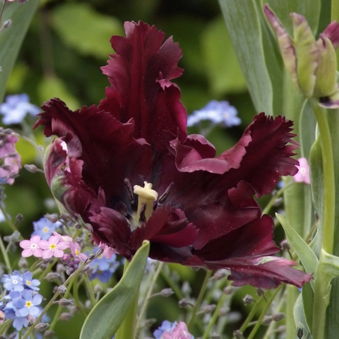 Ruffly Edged Black Parrot Tulip