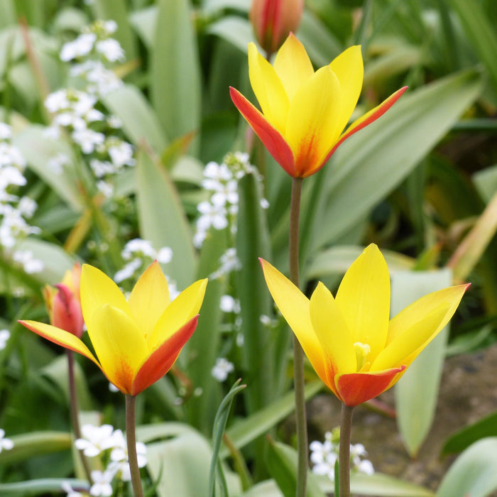 A Trio of Fully Bloomed Clusiana Chrysantha Tulips
