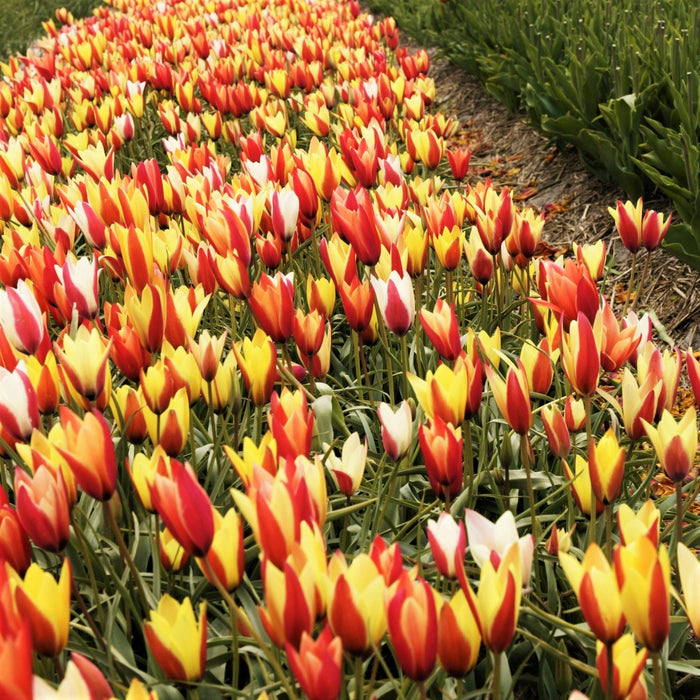 A Field Full of Clusiana Chrysantha Tulips