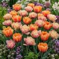 tulips blooming in orange and pink shades